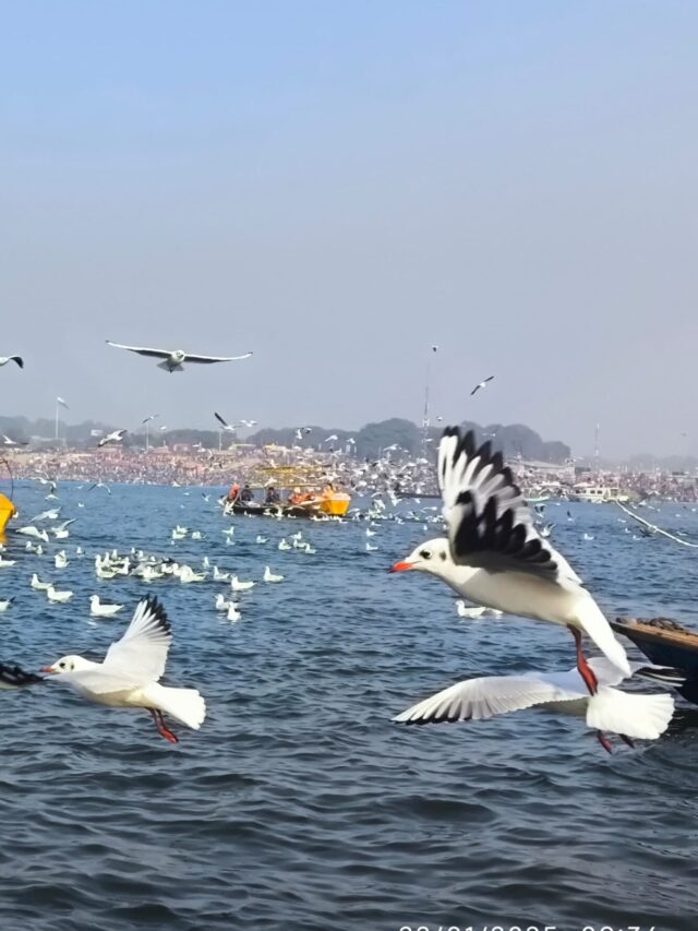 2025 महाकुंभ का ताज : प्रयागराज-के पवित्र त्रिवेणी संगम से सार्थक होगा हर काज